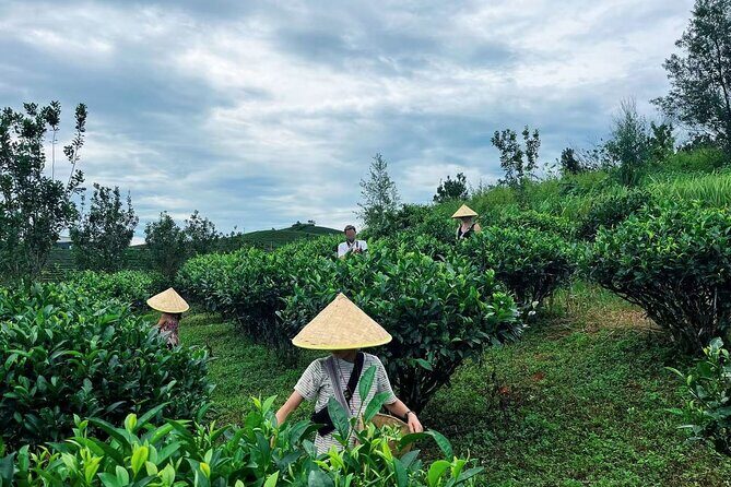 Puer Tea Picking and Tasting Morning Trip - FAQ