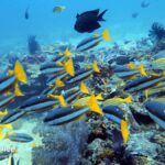 Puerto Princesa: Guided Diving Tour with Snacks - The Itinerary Breakdown