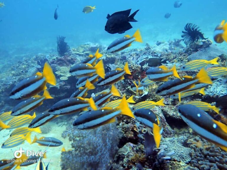 Puerto Princesa: Guided Diving Tour with Snacks - The Itinerary Breakdown