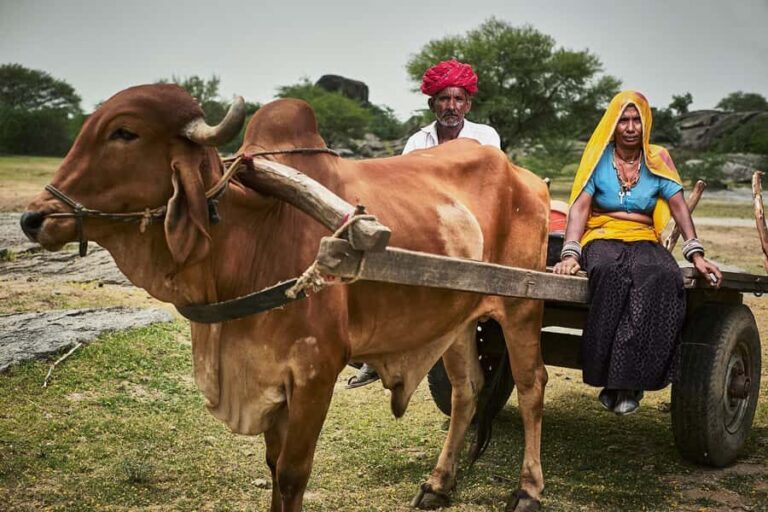 Pushkar/Ajmer: Devmali Rural Village Day Tour - Practical Tips for Taking the Tour