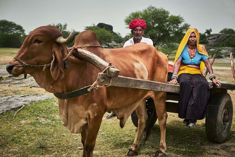 Pushkar/Ajmer: Devmali Rural Village Day Tour - Practical Tips for Taking the Tour