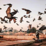 Pushkar: Private Guided day tour From Jaipur - Authentic Experiences and Reviews