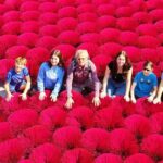 Quang Phu Cau Incense Village to Ninh Binh Small Group Day Tour - The Practicalities: What You Need to Know