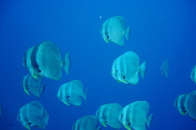 Racha Yai Dive Trip from Phuket - What We Love About This Trip