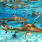 Raiatea: Boat tours and swimming around Tahaa Island. - Practical Details and What to Know