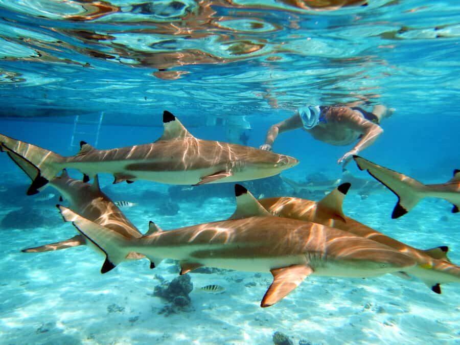 Raiatea: Boat tours and swimming around Tahaa Island. - Practical Details and What to Know