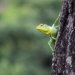 Rainforest Bird Photography Trek in Kitulgala - Exploring the Tour in Detail