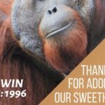 Rainforest Kayaking with Semenggoh Orangutan Center from Kuching - Is This Tour Worth the Price?