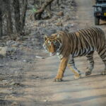 Ranthambore Day Trip from Jaipur with Tiger Safari - What Makes This Tour Stand Out?