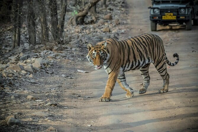 Ranthambore Day Trip from Jaipur with Tiger Safari - What Makes This Tour Stand Out?