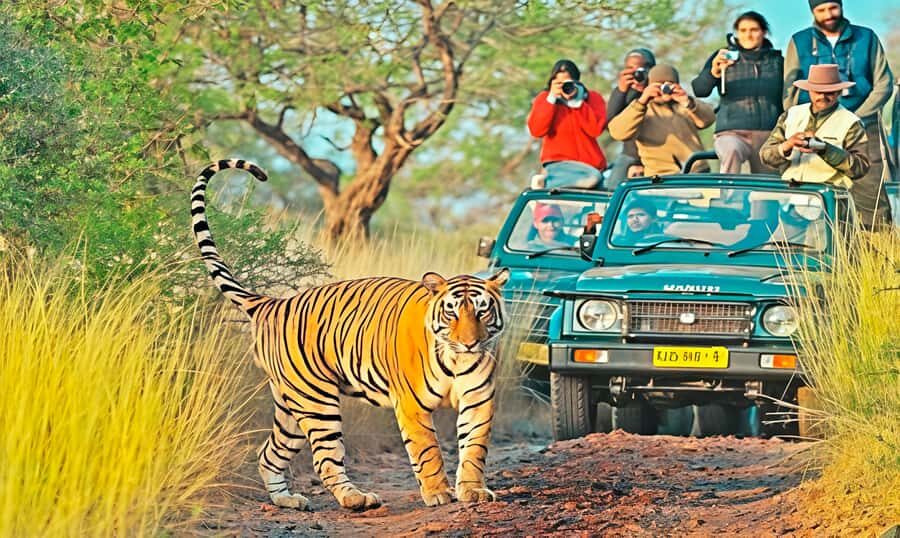 Ranthambore National park canter gypsy safari - Breaking Down the Itinerary