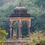 Ranthambore National Park: Canter Safari Ticket with Pickup - The Experience in Detail