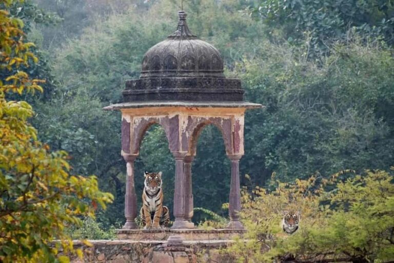 Ranthambore National Park: Canter Safari Ticket with Pickup - The Experience in Detail