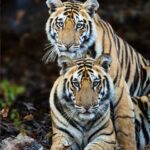 Ranthambore National Park: private gypsy Safari with Guide - Logistics and Practical Details