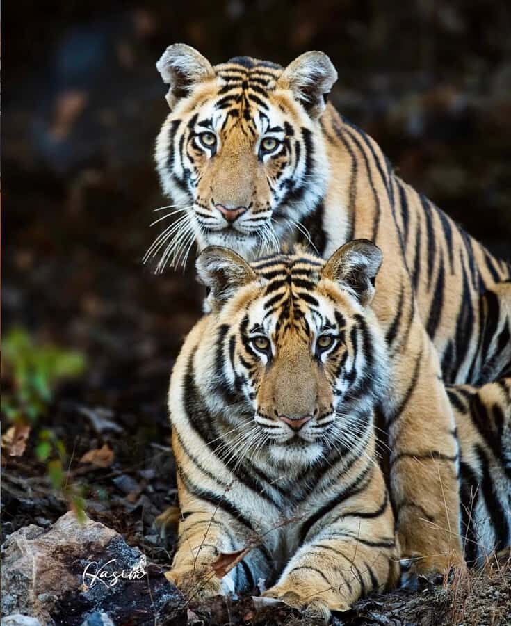 Ranthambore National Park: private gypsy Safari with Guide - Logistics and Practical Details