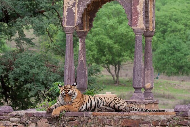 Ranthambore National Park Private Jeep Safari All inclusive - The Itinerary: A Closer Look