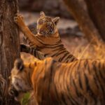Ranthambore National Park : Wildlife Safari - What to Expect on Your Safari