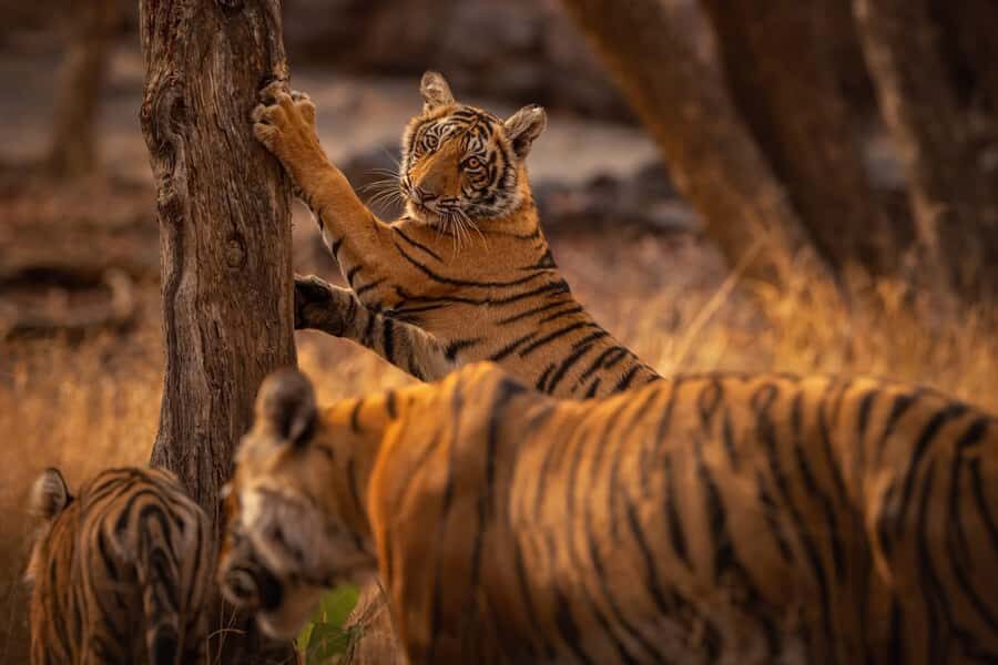 Ranthambore National Park : Wildlife Safari - What to Expect on Your Safari