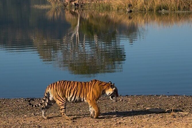 Ranthambore Private Jeep Safari Tour - Who Should Consider This Safari?