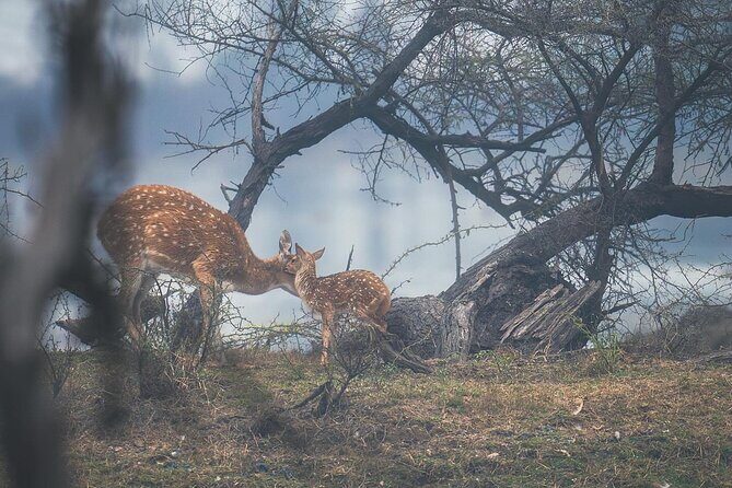 Ranthambore Private Jeep Safari - What You Can Expect from This Safari