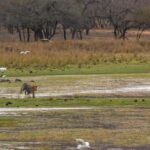 Ranthambore Tiger Safari in Gypsy/Canter  Shared Tour - The Realities of Wildlife Sightings