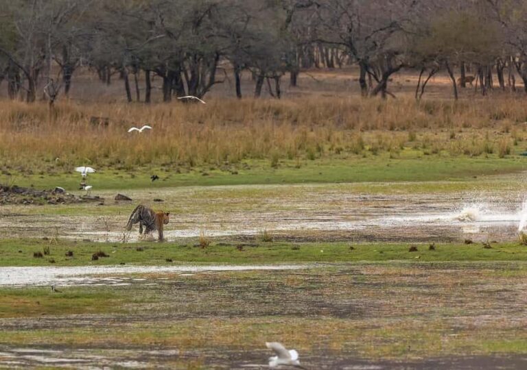 Ranthambore Tiger Safari in Gypsy/Canter  Shared Tour - The Realities of Wildlife Sightings