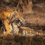 Ranthambore Tiger Safari : Wilderness Experience India - Who Should Book This Tour?