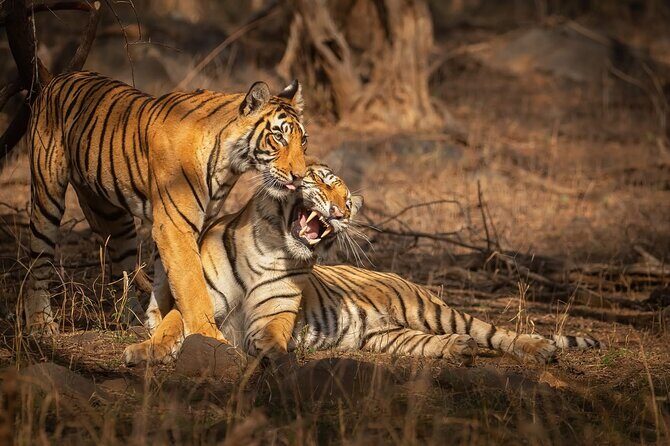 Ranthambore Tiger Safari : Wilderness Experience India - Who Should Book This Tour?