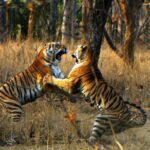 Ranthambore Wildlife Safari Tour From Jaipur Including Transfers - What the Reviews Tell Us