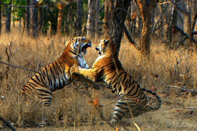 Ranthambore Wildlife Safari Tour From Jaipur Including Transfers - What the Reviews Tell Us
