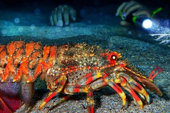 Redang Night Snorkeling Trip (Private Tour) - Who Is This Tour Best For?