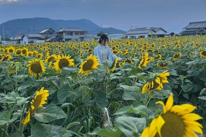 Rent a bike Let's go see the sunflowers in Mannou Town with an electrically assisted e-bike!Introducing Recommendation routes for sunflower producers. - Final Thoughts