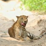 Responsible Wilpattu National Park Jeep Safari from Colombo - The Experience of Responsible Wildlife Tourism