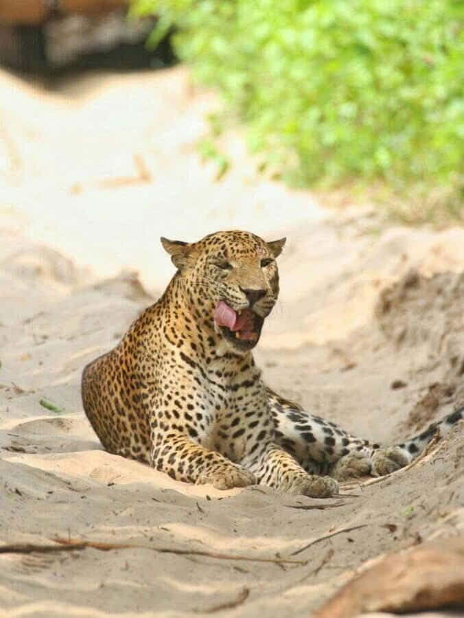 Responsible Wilpattu National Park Jeep Safari from Colombo - The Experience of Responsible Wildlife Tourism