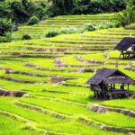 Rice fields terraces of Ban Pa Pong Piang. ( 1 day tour ) - What to Expect: Transportation, Guides, and Duration