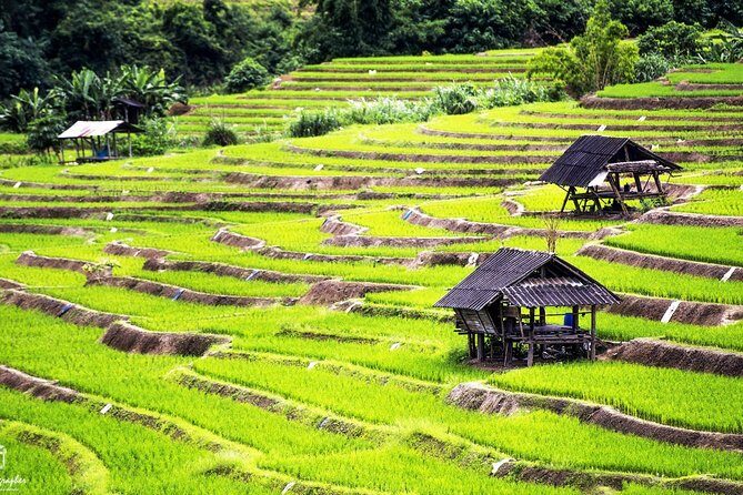 Rice fields terraces of Ban Pa Pong Piang. ( 1 day tour ) - What to Expect: Transportation, Guides, and Duration