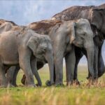 Rishikesh: Open Jeep Safari in Chilla Range, Rajaji National Park - Why This Safari Offers Good Value