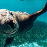 Rockingham: 3 Island Wildlife Snorkeling Cruise with Lunch - Detailed Breakdown of the Tour Experience