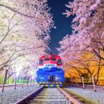 Romantic Jinhae Cherry Blossom Festival Night Tour from Busan - Exploring the Itinerary in Detail