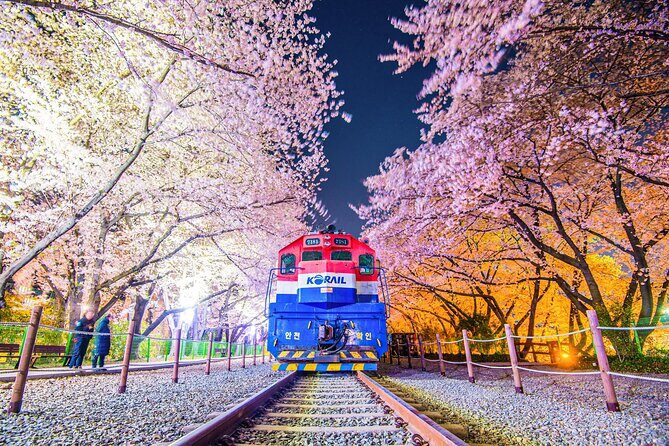 Romantic Jinhae Cherry Blossom Festival Night Tour from Busan - Exploring the Itinerary in Detail