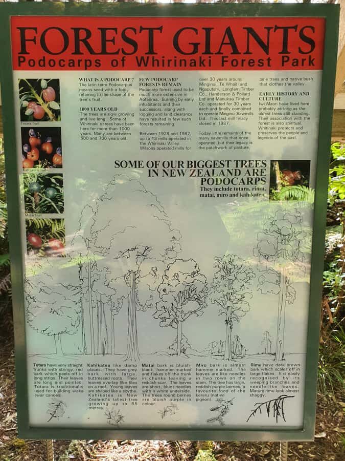 Rotorua (:) Whirinaki Forest Day & Night Walking With Us - First Stop: Te Whaiti Marae and the Canyon & Waterfalls