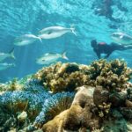 Rottnest Island Guided Snorkel Boat Experience - What Makes This Tour Stand Out?