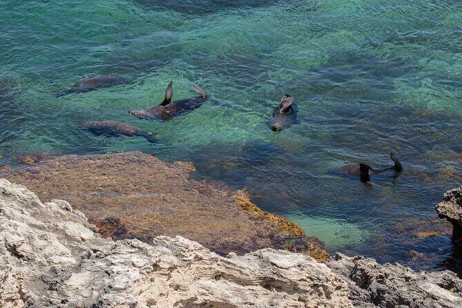 Rottnest Island Seals Sunset and West End Bus Tour - Who Should Consider This Tour?