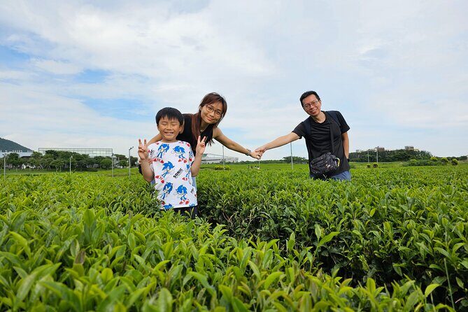Round-trip transportation service to O`sulloc Tea Museum - In-Depth Look at the Experience