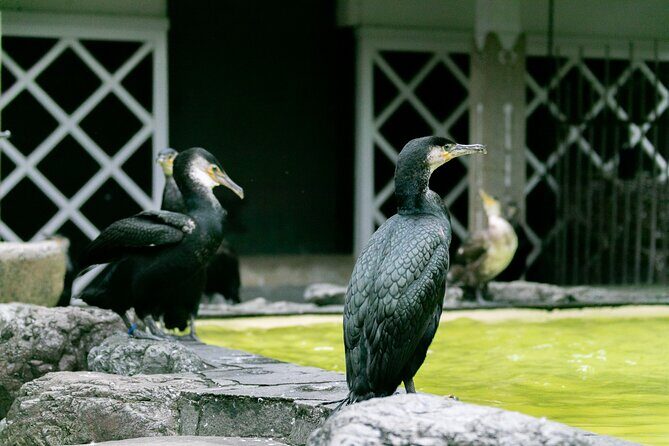 Royal Fishermen's Restaurant and Cormorant Fishing Tour - Why the Price Reflects the Experience