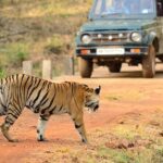 Safari in Tadoba National Park: Wilderness Roar from Nagpur - Highlights in Detail