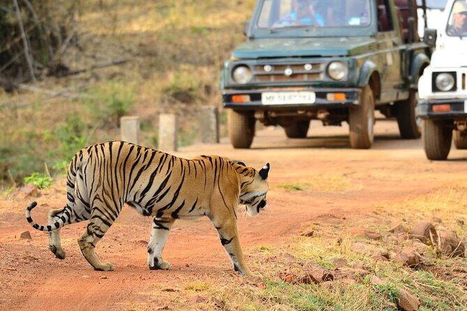 Safari in Tadoba National Park: Wilderness Roar from Nagpur - Highlights in Detail