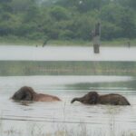 Safari Jeep Tour In Udawalawa Park Sri Lanka - Why This Tour Resonates