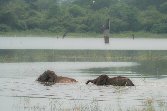 Safari Jeep Tour In Udawalawa Park Sri Lanka - Why This Tour Resonates