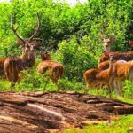 Safari Tour in Udawalawa National Park - Practical Details and What to Expect